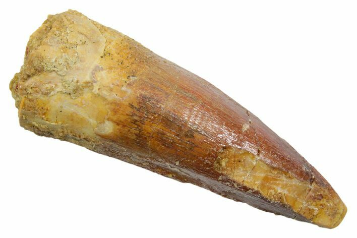 Fossil Spinosaurus Tooth - Real Dinosaur Tooth #349754